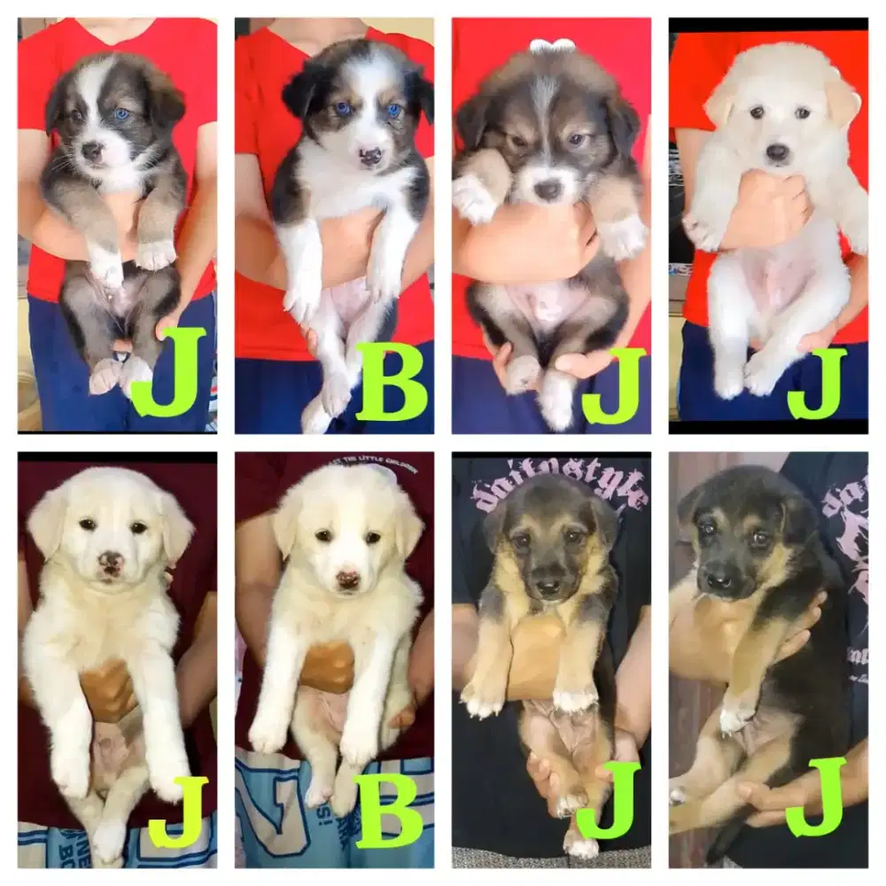 Golden mix Husky gembul