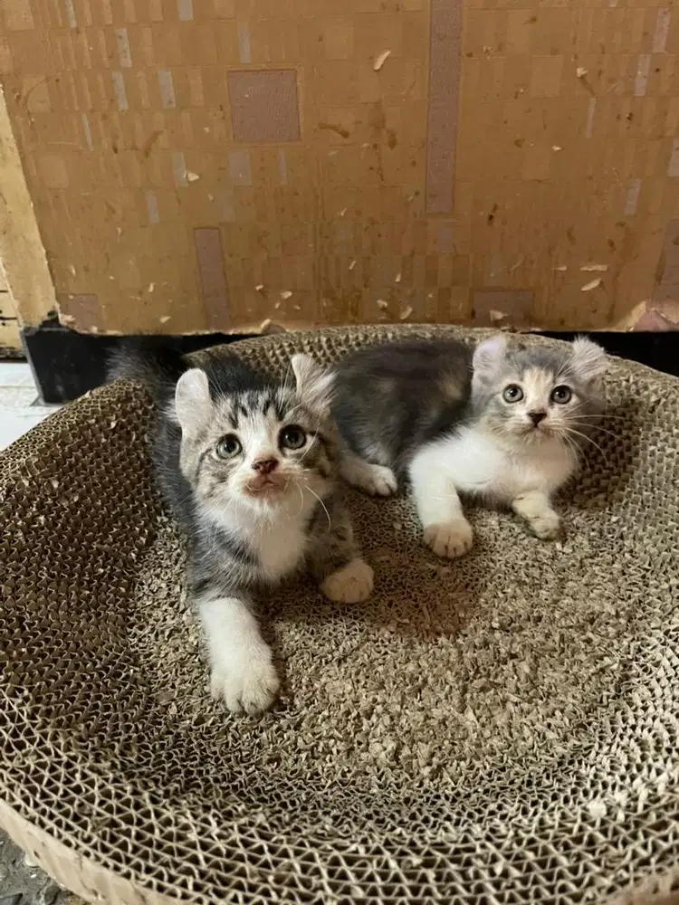 kitten kucing persia, kucing curl, kucing