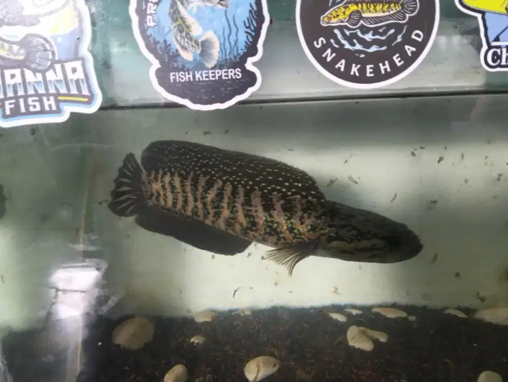 Ikan Channa asiatika red supord