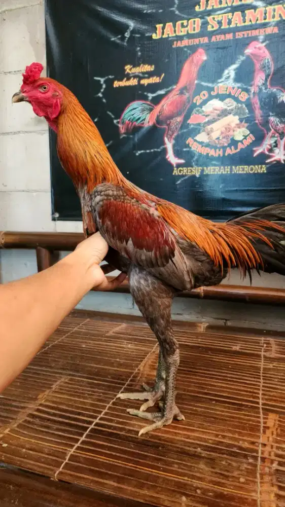 Ayam bangkok mangon mewahh super