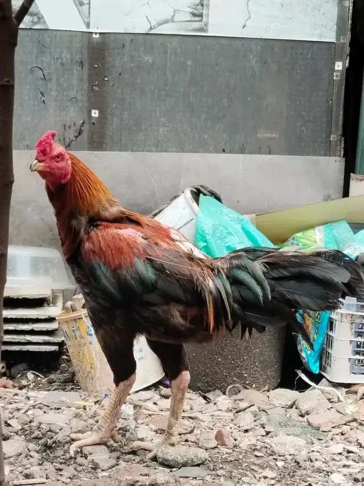 Ayam Kampung Bangkok