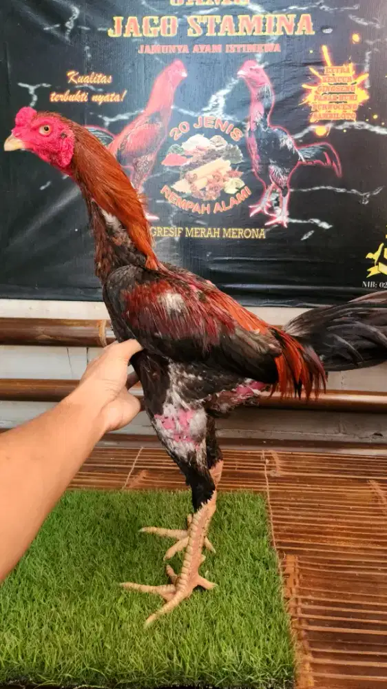 Ayam bangkok koytrad super lock tikung drumban bervideo