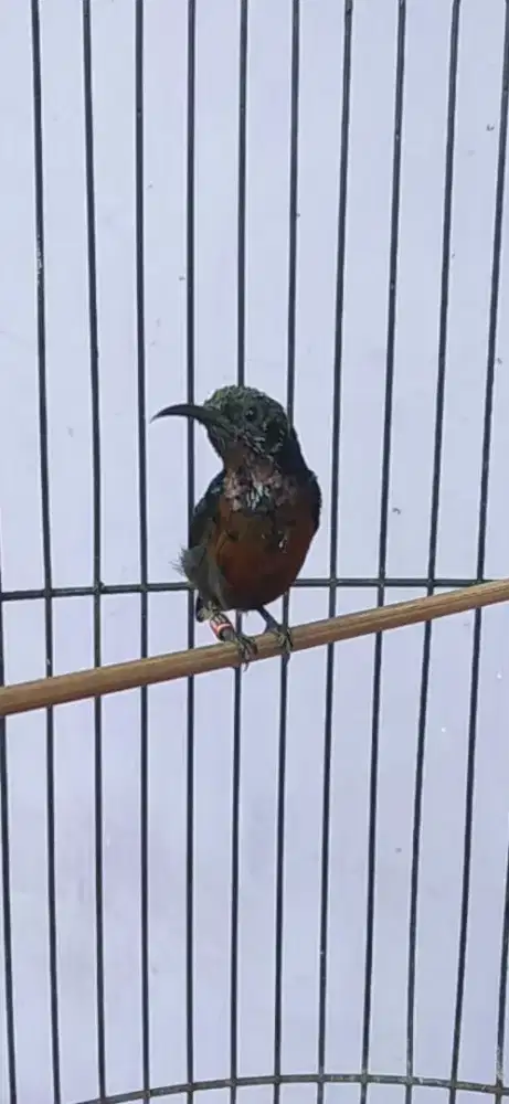 Burung kolibri ninja gacor