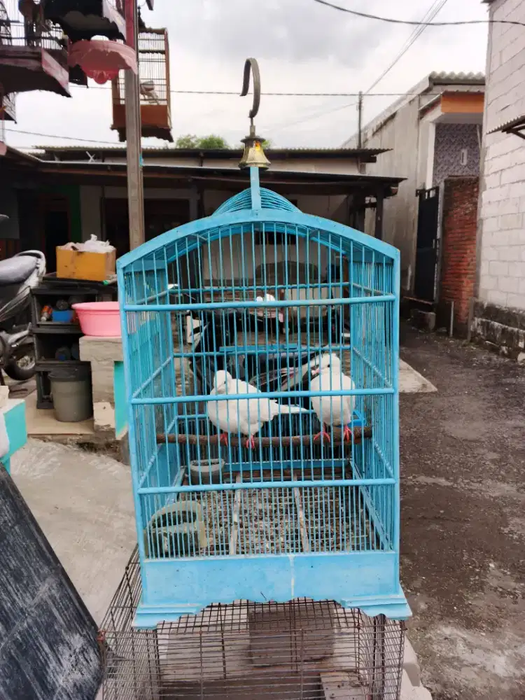 Puter putih setetasan fulset