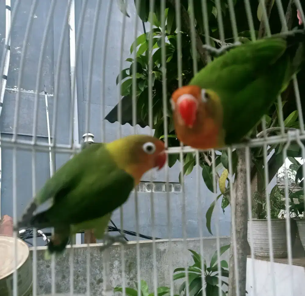 Lovebird love bird green