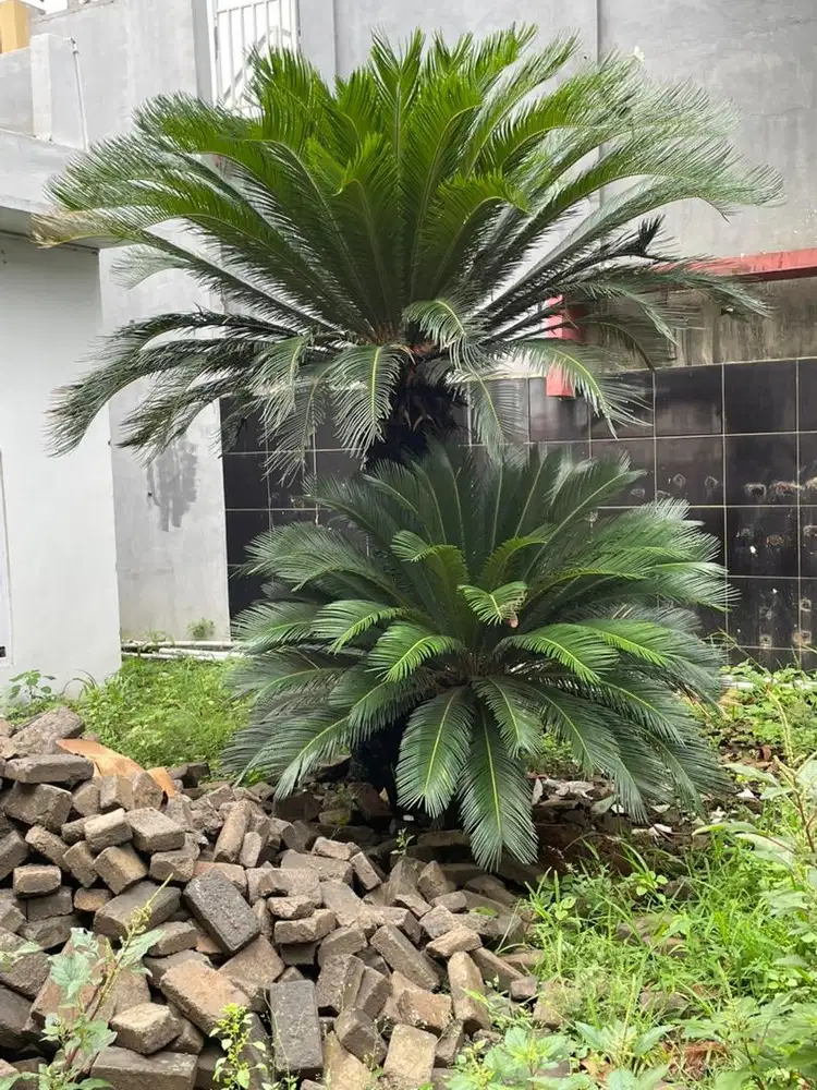 Dijual Tanaman Sikas