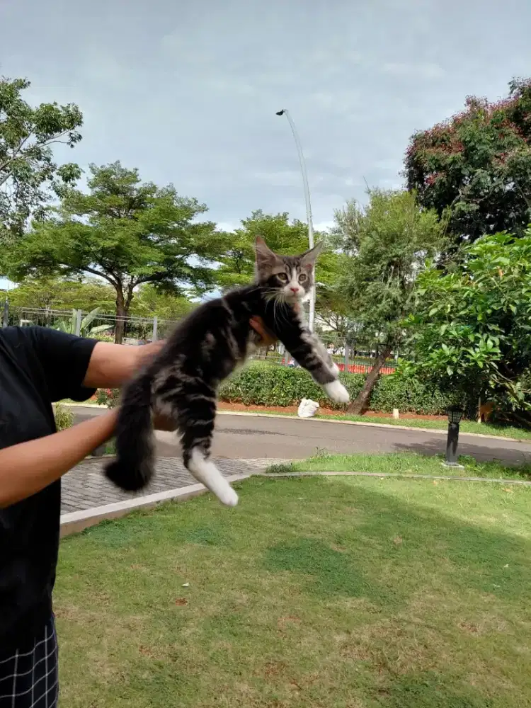 Kucing maiccoone, jantan usia 3 bulan