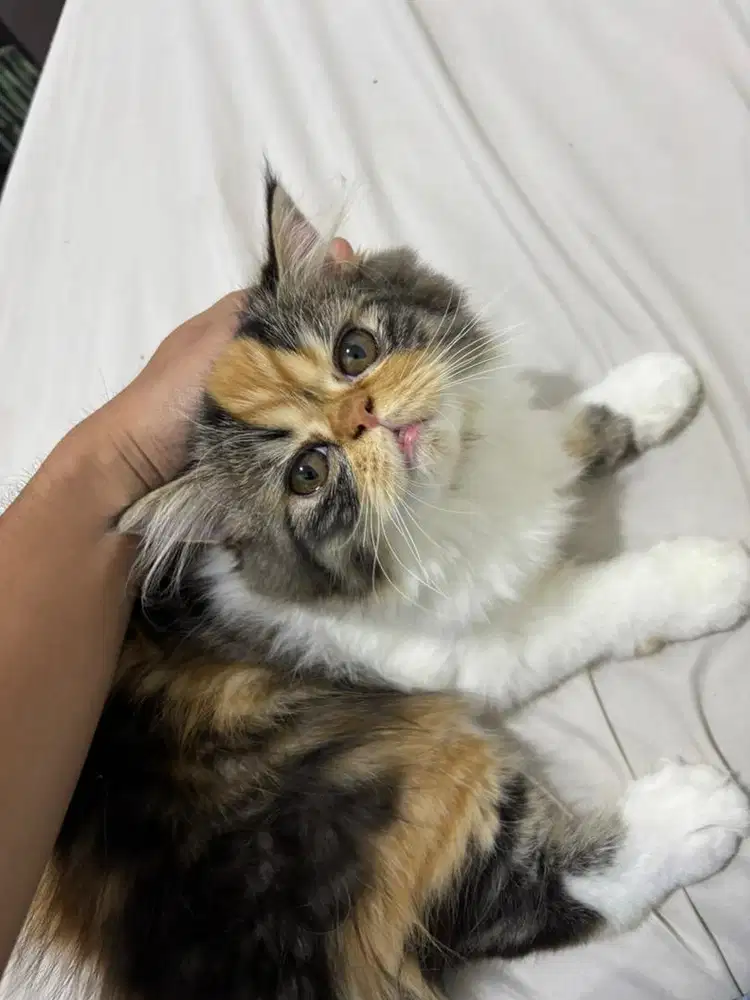 Kucing Persia Pesek Betina Calico