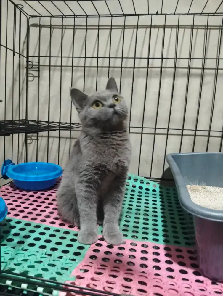 BSH British Short Hair Blue Solid Betina