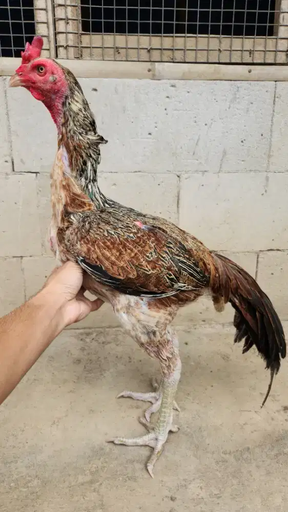 Ayam bangkok pamangon bulbi big size untuk pacekan