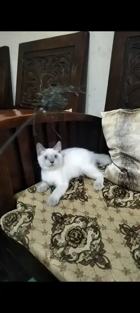 BSH British Short Hair Blue Point Betina