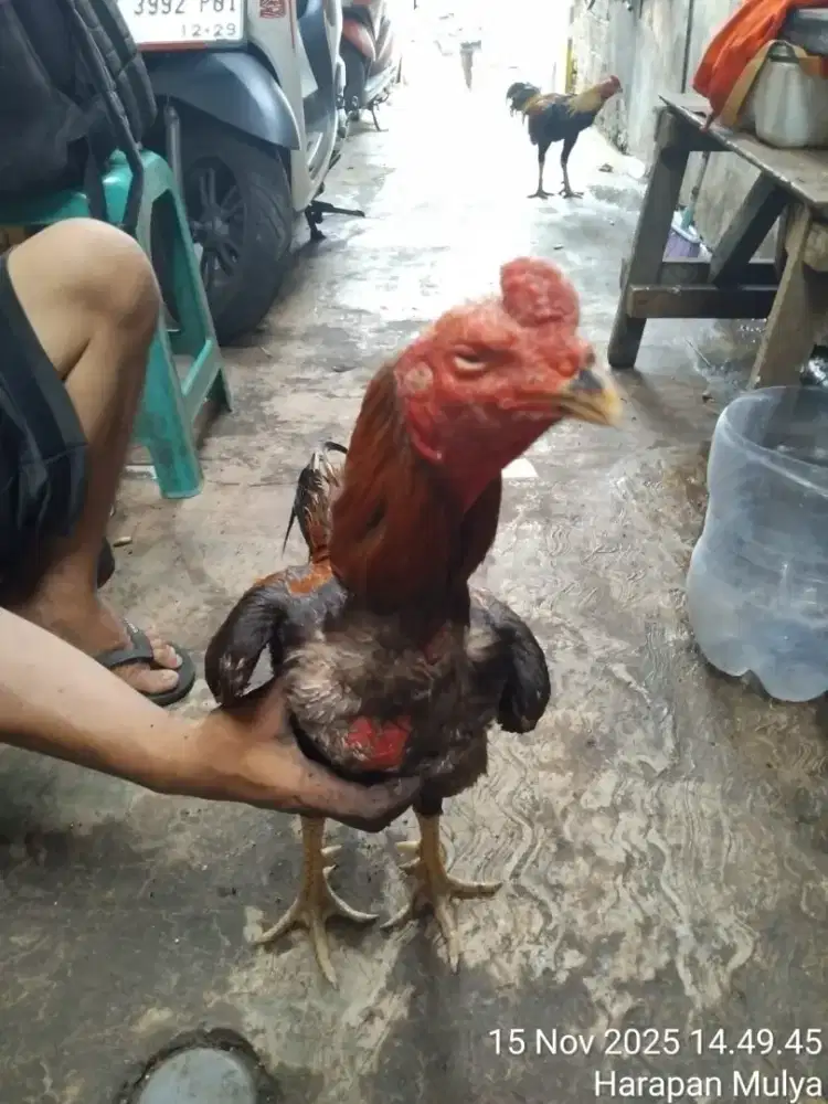 Pny jgo BK UK 5.5 um 1 THN.mnes pecong.mntal  full bdy mntap mnt wa