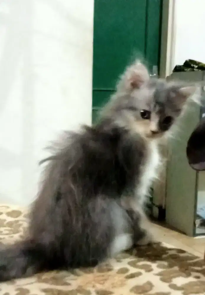 Kitten 2,5 bln,longhair