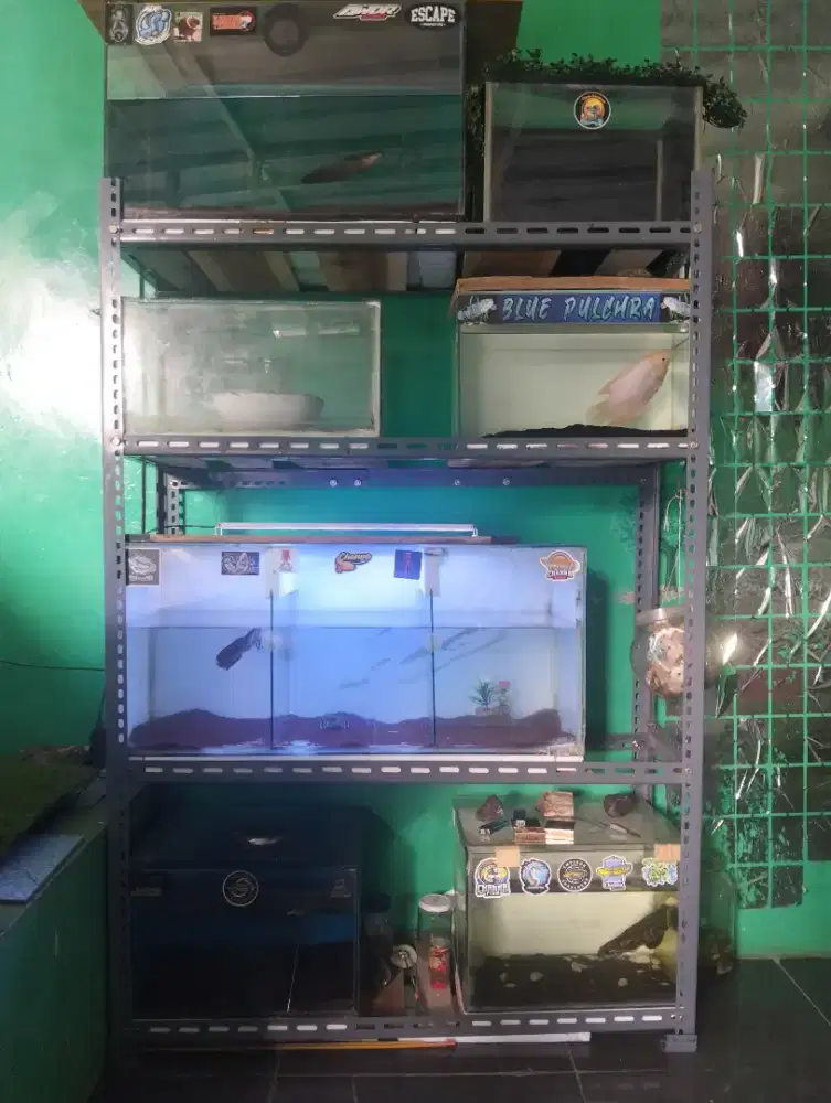 Rak aquarium,ikan predator,& aquarium