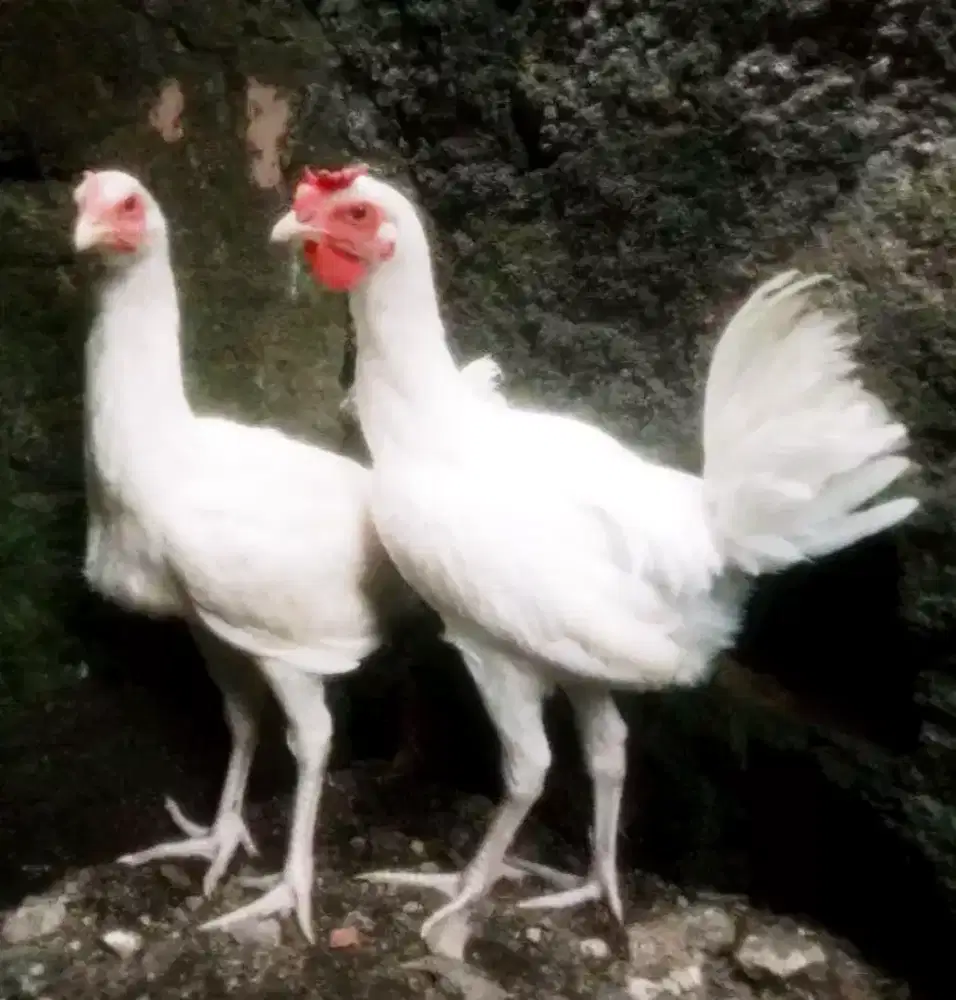AYAM PELUNG PUTIH POLOS