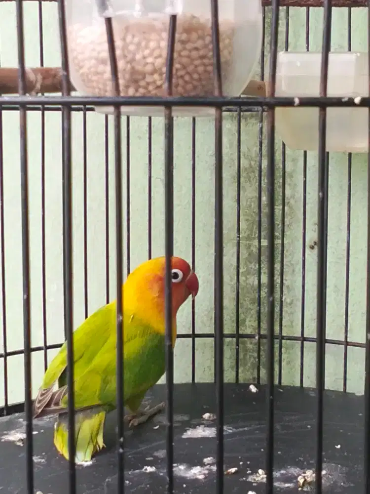 Lakbird aktif berisik