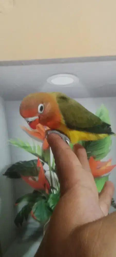 lb green euwing jinak bahan ff