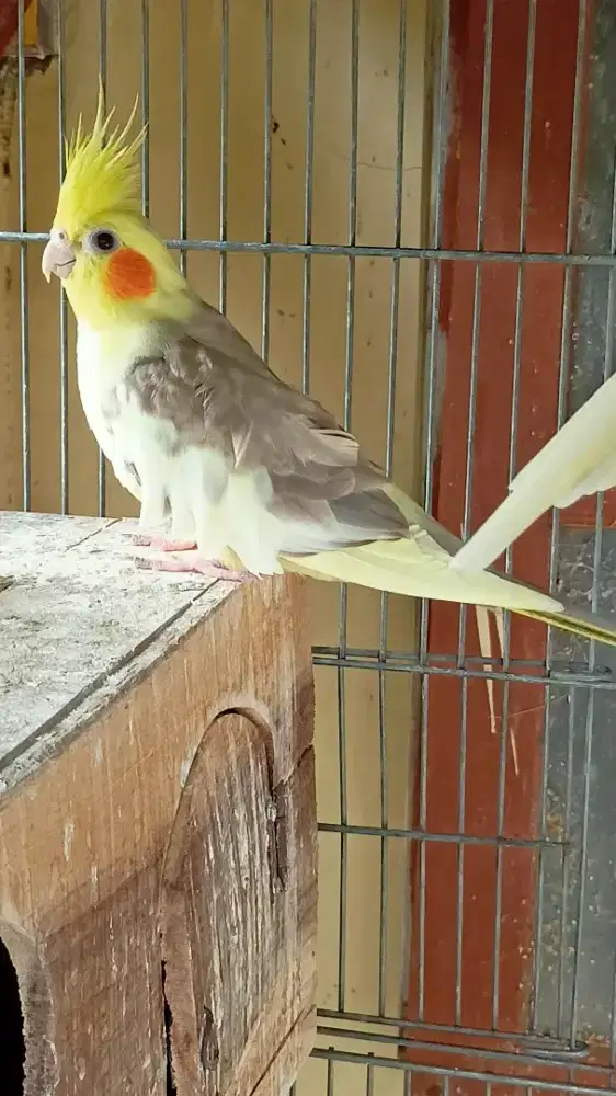 Falk (parkit australia) Betina