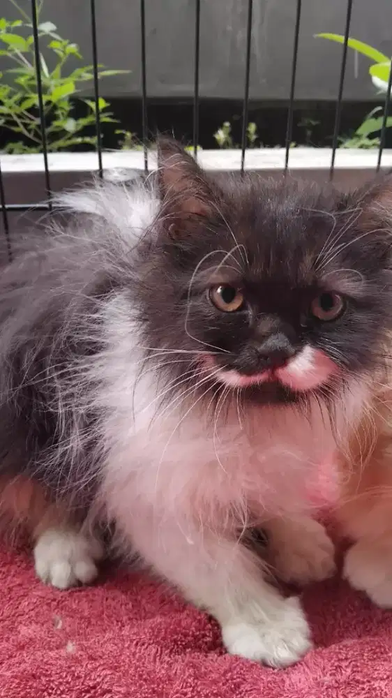 Kucing Persia anakan 3 bulan