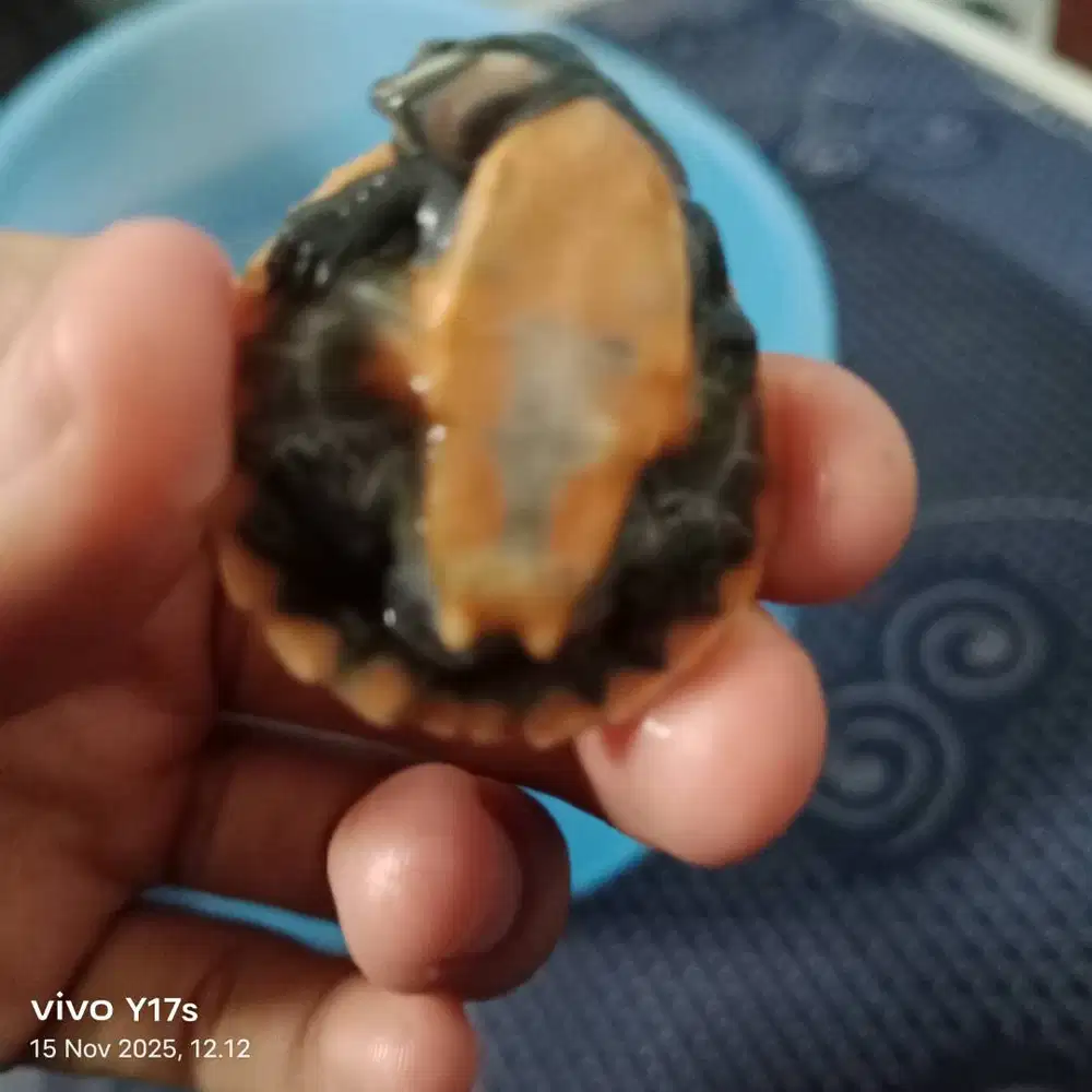 Kura kura dada merah