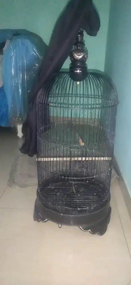 Kandang lovebird sama krodong