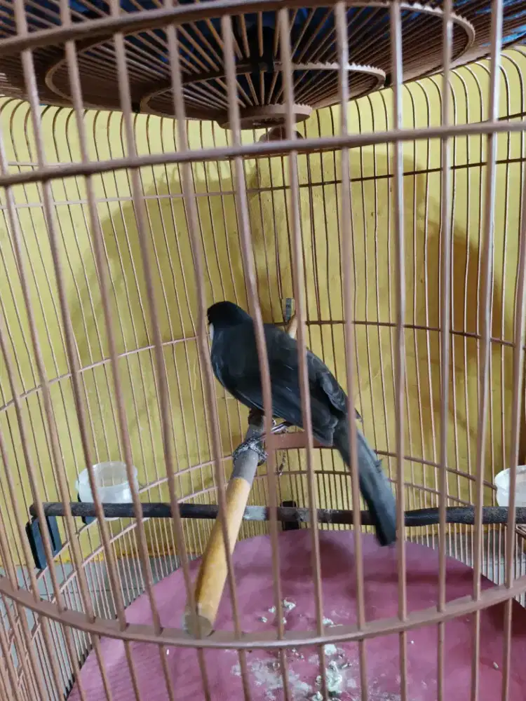 BURUNG POKSAY HONGKONG