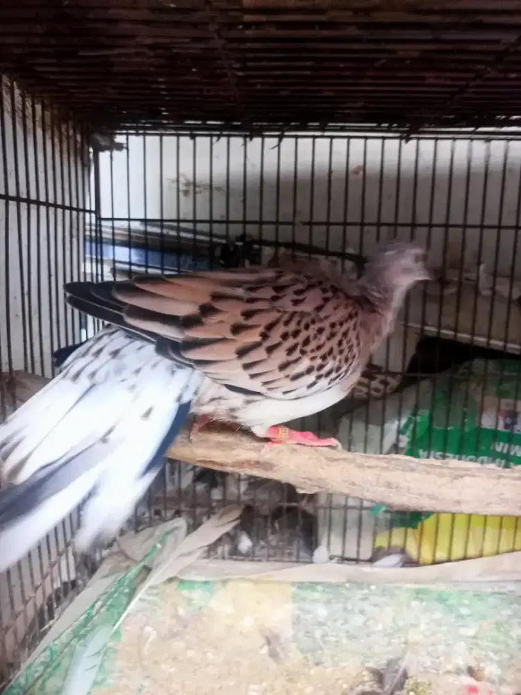 Blorok Leopard Brown