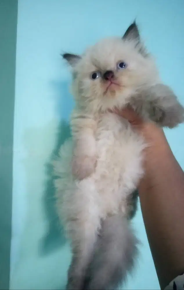Kucing kitten Ragdoll Betina Super Gembul