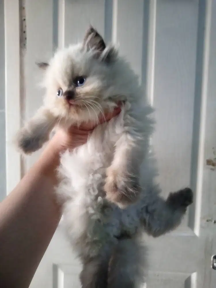 Kucing kitten Ragdoll Super Cute Betinaa