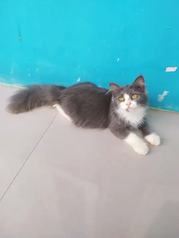 Kucing kitten persia mix himalaya