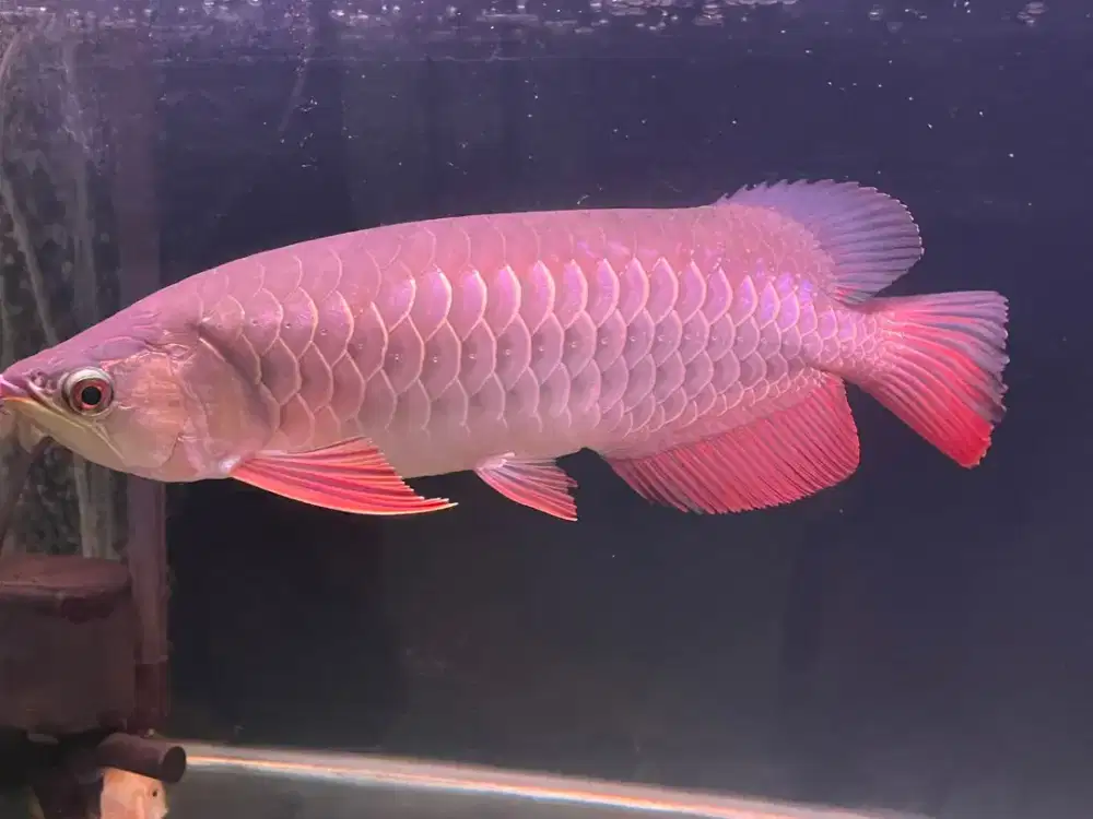 Arwana golden red size 33 up