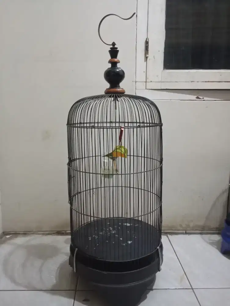 Borong aja ni layak pakai nomarat club