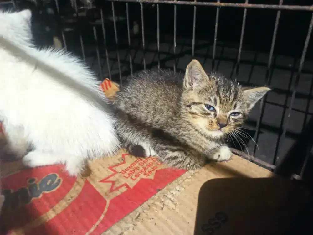 Ganti Pakan aja KITTEN Persia Medium + Indukan Free