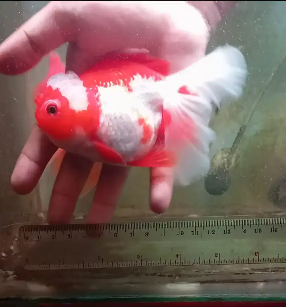 Ikan koki Oranda
