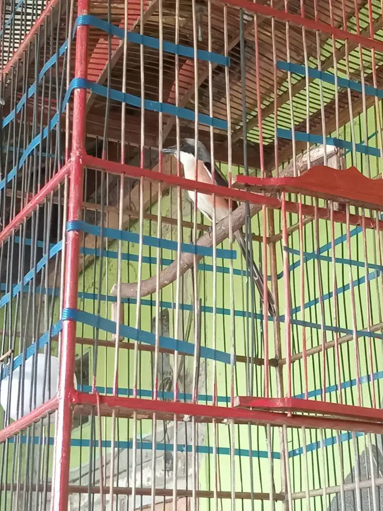 Cendet pikatan alam gacor