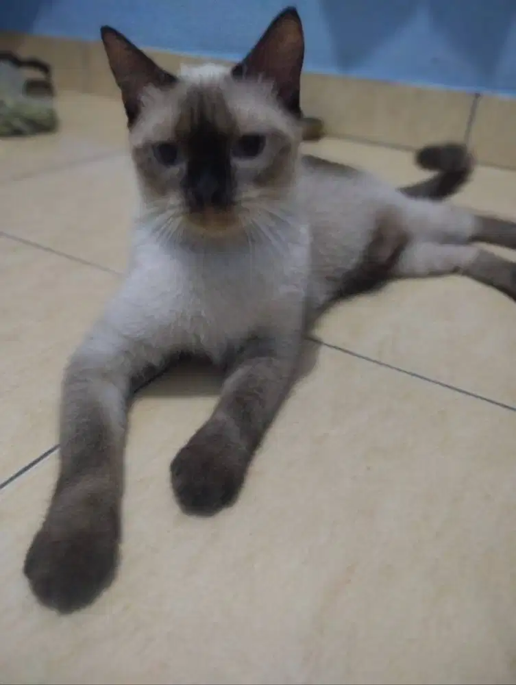 Lepas adopsi Kucing siam betina