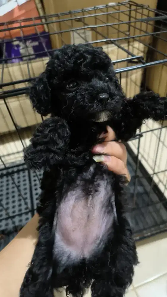 Jual Anjing Poodle puppy Jantan dan Betina