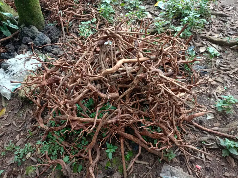 Mencari lowongan pekerjaan Helper/ Cleaning Service/ Officeboy