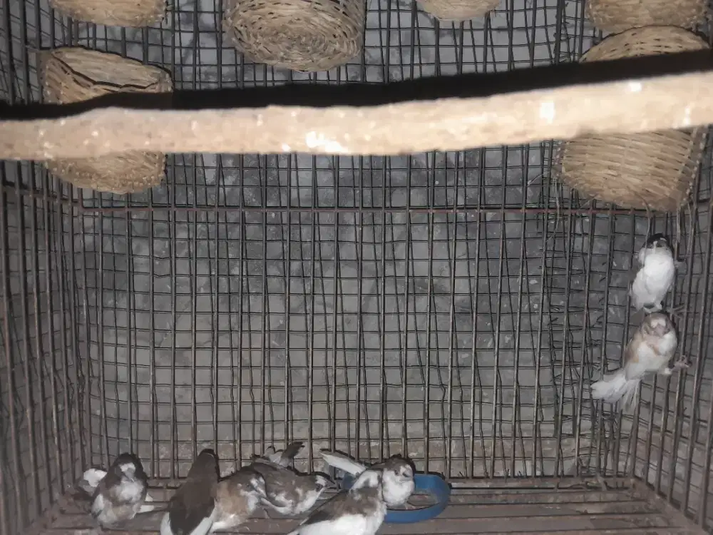 4 pasang emprit jepang  produksi jual borongan