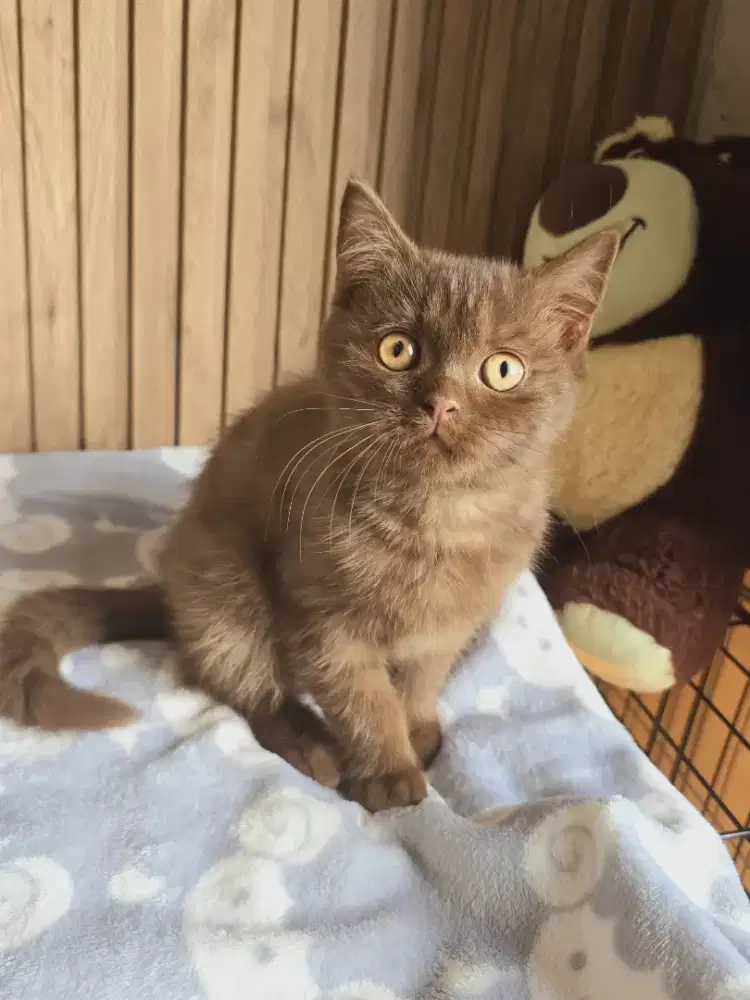 Kucing bsh cinamon lucu imut