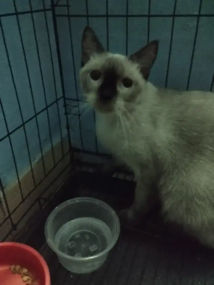 kucing betina siam