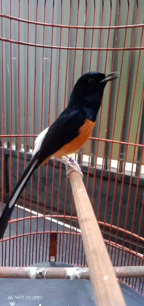 Jual santay ni om murai muda 2 x mabung fulset nego tipis