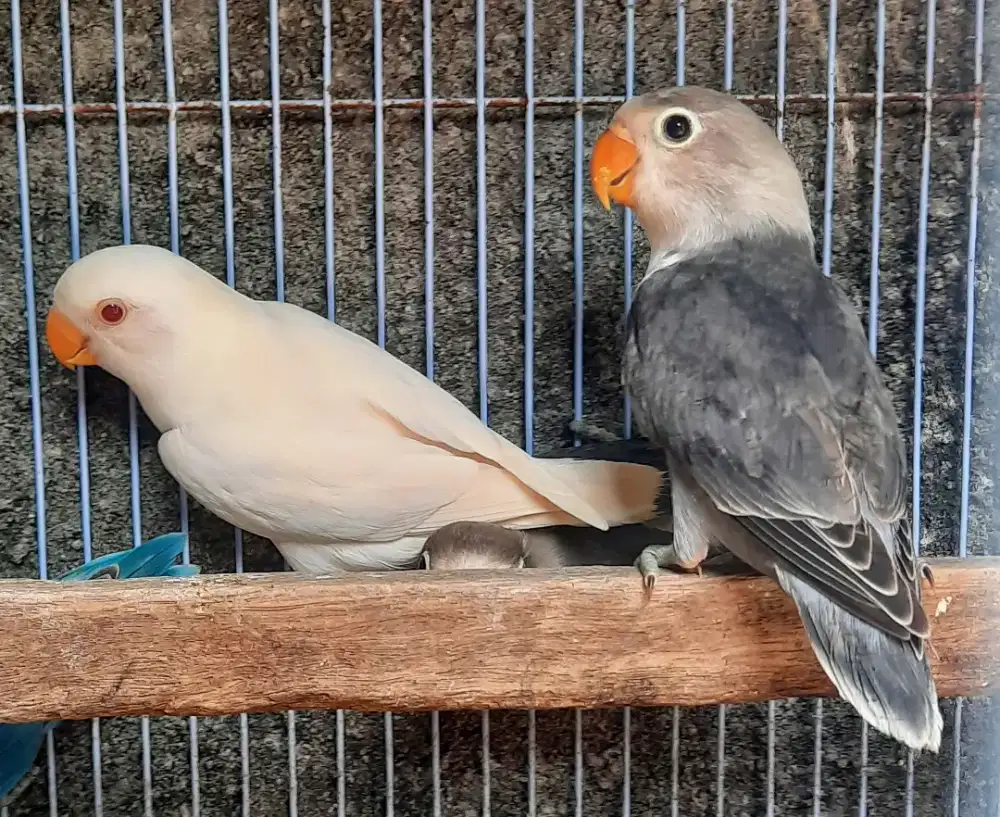 Lovebird Hitam Batman langka bagus