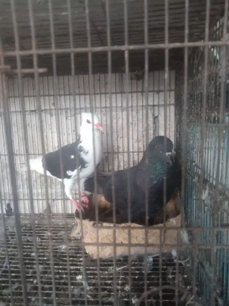 Burung dara pasangan.