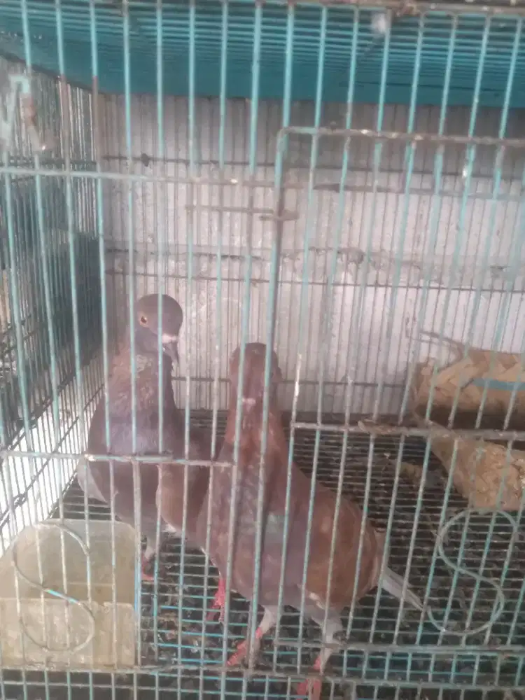 Burung dara pasangan.