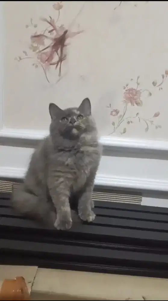 MUNCHKIN NS LH BLUE TORTIE