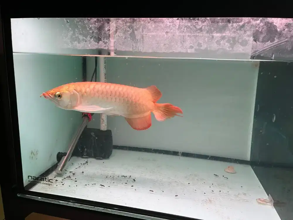 Ikan arwana super red 35cm up