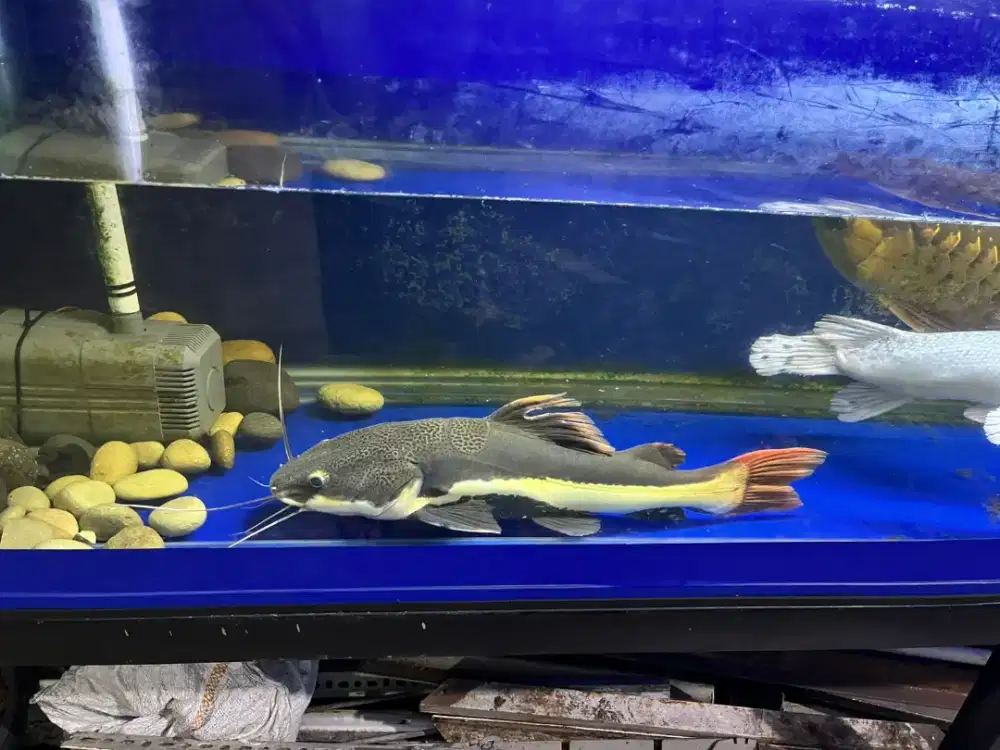 Ikan predator RTC 50 cm up cocok kolam