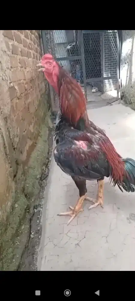 Ayam bangkok klasik