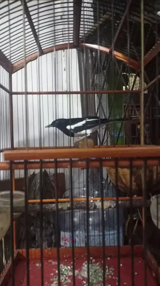 Borongan 3 burung 2,3jt